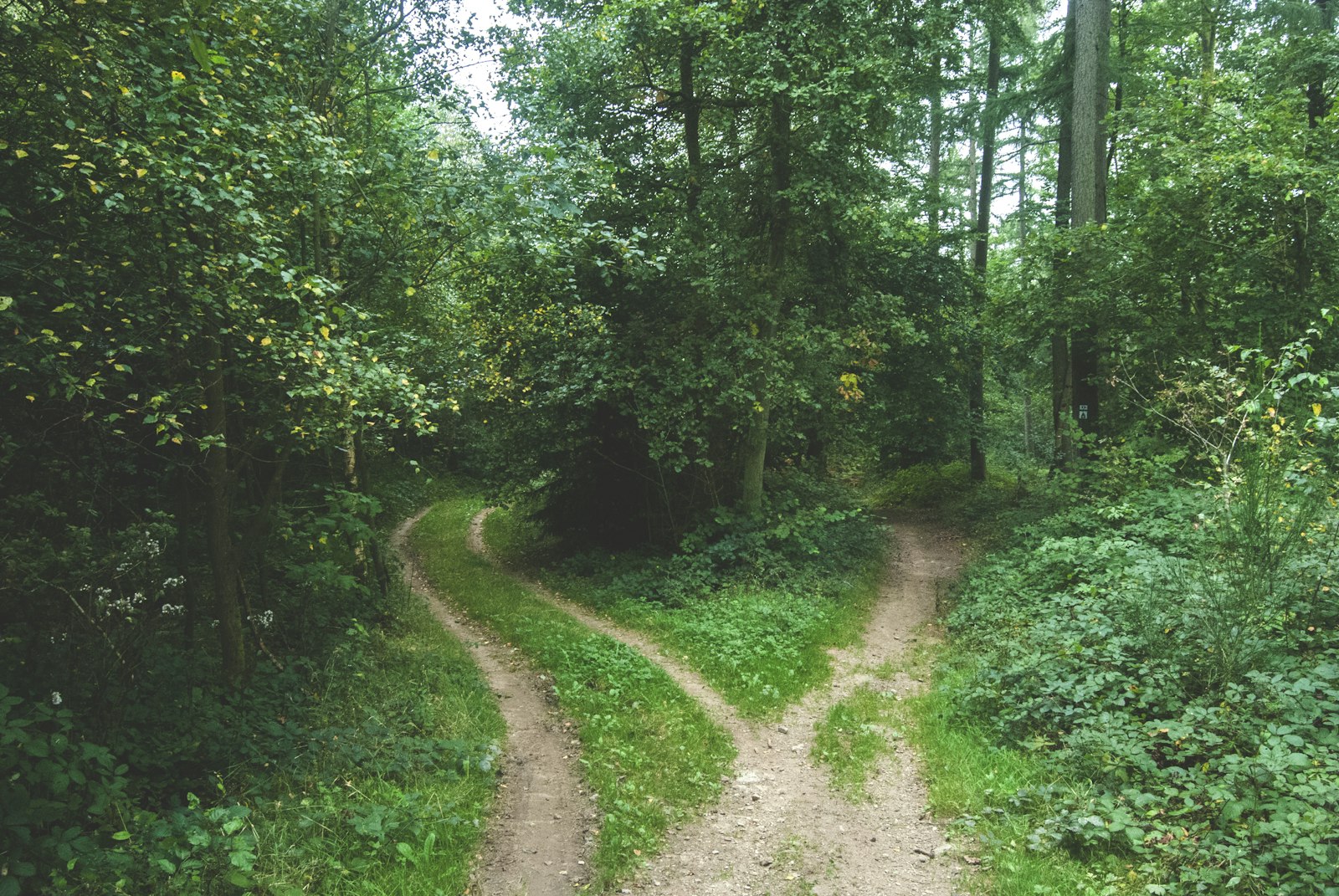 The Great Decoupling: What 2026 Search Actually Looks Like for Owner-Operated Businesses
